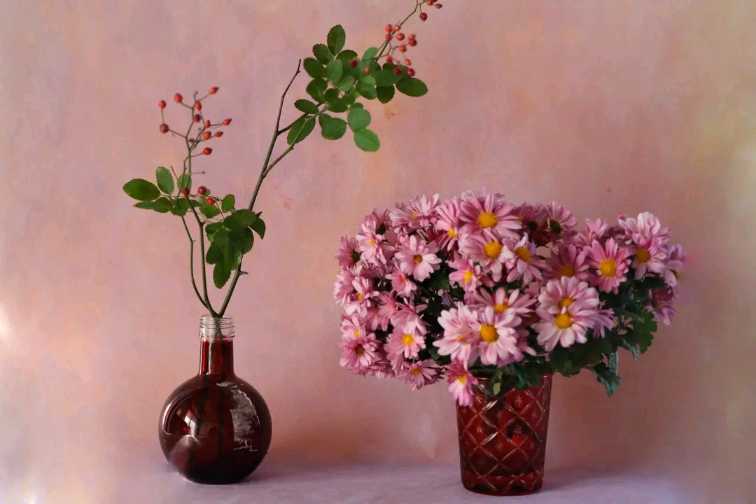 Chrysanthemum flower